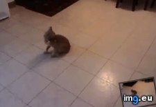 Tags: cardboard, cats, funny, magnet (GIF in My r/FUNNY favs)