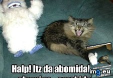 Tags: abomidabul, cat, funny, lolcats, sno (Pict. in LOLCats, LOLDogs and cute animals)