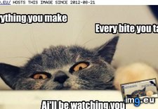 Tags: cat, eyes, funny, gotz, lolcats, mai, paw, redi (Pict. in LOLCats, LOLDogs and cute animals)