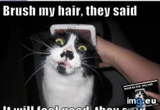 Tags: brush, cat, funny, hair, lolcats (Pict. in LOLCats, LOLDogs and cute animals)