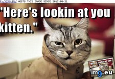 Tags: cat, catablanca, funny, lolcats (Pict. in LOLCats, LOLDogs and cute animals)