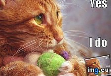 Tags: cat, classic, funny, lolcat, lolcats (Pict. in LOLCats, LOLDogs and cute animals)