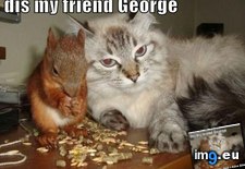 Tags: cat, dis, friend, funny, george, lolcats (Pict. in LOLCats, LOLDogs and cute animals)