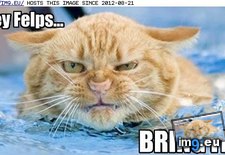 Tags: cat, felps, funny, girl, hey, lolcats (Pict. in LOLCats, LOLDogs and cute animals)
