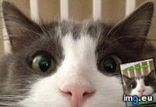 Tags: cat, funny, let, lolcats, mind, wander (Pict. in LOLCats, LOLDogs and cute animals)