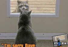Tags: cat, dave, funny, lolcats (Pict. in LOLCats, LOLDogs and cute animals)