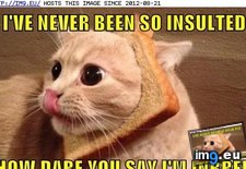 Tags: cat, funny, insulted, lolcats (Pict. in LOLCats, LOLDogs and cute animals)