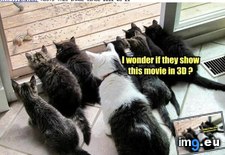 Tags: cat, funny, lolcats (Pict. in LOLCats, LOLDogs and cute animals)