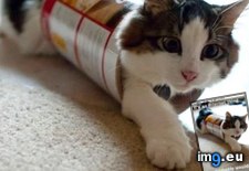 Tags: cat, funny, internet, lolcats (Pict. in LOLCats, LOLDogs and cute animals)