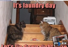 Tags: cat, day, funny, laundry, lolcats (Pict. in LOLCats, LOLDogs and cute animals)