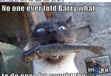 Tags: barry, cat, funny, lolcats, one, told (Pict. in LOLCats, LOLDogs and cute animals)