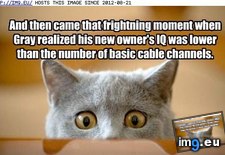 Tags: cat, funny, lolcats (Pict. in LOLCats, LOLDogs and cute animals)