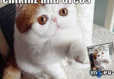 Tags: cat, fighting, funny, lolcats, plz, stop (Pict. in LOLCats, LOLDogs and cute animals)