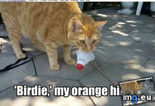 Tags: cat, funny, lolcats, shuttlecock, tastes (Pict. in LOLCats, LOLDogs and cute animals)