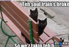 Tags: broke, cat, funny, lolcats, soul, teh, train (Pict. in LOLCats, LOLDogs and cute animals)