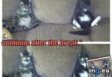 Tags: break, cat, continue, funny, lolcats, mcdonalds, now, olympics, word (Pict. in LOLCats, LOLDogs and cute animals)