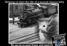 Tags: cat, funny, kitty, lolcats, network, railroad, rescued, underground (Pict. in LOLCats, LOLDogs and cute animals)
