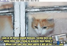 Tags: amuse, cat, funny, lolcats, may, race (Pict. in LOLCats, LOLDogs and cute animals)