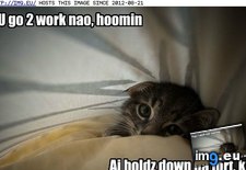 Tags: cat, funny, hoomin, lolcats, nao, work (Pict. in LOLCats, LOLDogs and cute animals)