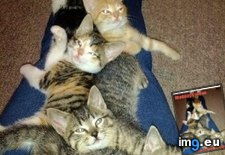 Tags: cat, funny, lolcats, waddaya (Pict. in LOLCats, LOLDogs and cute animals)