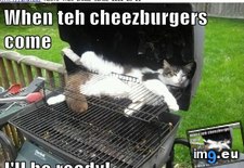 Tags: cat, cheezburgers, funny, lolcats, teh (Pict. in LOLCats, LOLDogs and cute animals)
