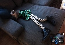 Tags: cats, funny, tights, wearing (Pict. in My r/FUNNY favs)