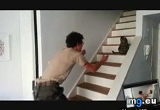 Tags: cats, funny, soldiers, welcoming (GIF in My r/FUNNY favs)