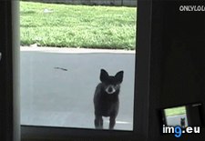 Tags: funny, thrillerrrrr (GIF in My r/FUNNY favs)