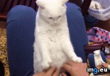 Tags: concentration, funny (GIF in My r/FUNNY favs)