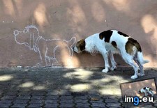 Tags: dog, fooled, funny (Pict. in My r/FUNNY favs)