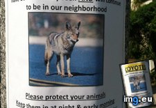 Tags: coyote, dick, funny (Pict. in My r/FUNNY favs)