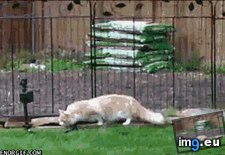 Tags: curiosity, funny (GIF in My r/FUNNY favs)