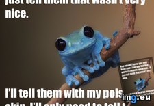 Tags: cutest, fixed, frog, funny (Pict. in My r/FUNNY favs)