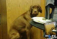 Tags: discontented, dog, funny (Pict. in My r/FUNNY favs)