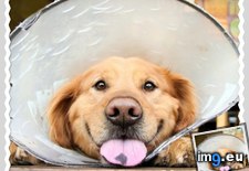 Tags: cone, dog, funny (Pict. in Rehost)