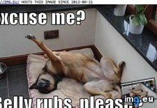 Tags: belly, dog, funny, has, hotdog, rubs (Pict. in LOLCats, LOLDogs and cute animals)