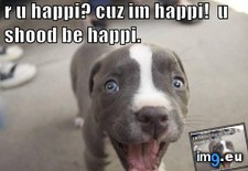 Tags: dog, erriboddi, funny, happi, has, hotdog (Pict. in LOLCats, LOLDogs and cute animals)