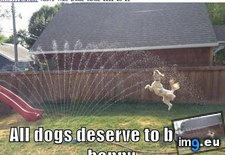 Tags: day, dog, funny, has, hotdog (Pict. in LOLCats, LOLDogs and cute animals)
