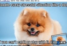 Tags: advice, dog, funny, goggie, has, hotdog, life (Pict. in LOLCats, LOLDogs and cute animals)