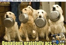 Tags: dog, funny, goggiez, has, hotdog, noms, poor, teh (Pict. in LOLCats, LOLDogs and cute animals)