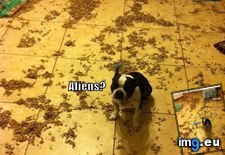 Tags: aliens, but, dog, funny, has, hotdog, not, was (Pict. in LOLCats, LOLDogs and cute animals)
