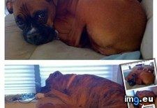Tags: dog, funny, has, hotdog, long, nap, one (Pict. in LOLCats, LOLDogs and cute animals)
