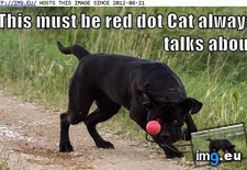 Tags: dog, dot, funny, has, hotdog, red (Pict. in LOLCats, LOLDogs and cute animals)