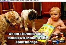 Tags: dog, funny, has, hotdog, share (Pict. in LOLCats, LOLDogs and cute animals)
