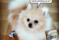 Tags: are, dog, for, funny, has, hotdog, sneakers, sneaking (Pict. in LOLCats, LOLDogs and cute animals)