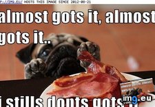 Tags: dog, funny, has, hotdog (Pict. in LOLCats, LOLDogs and cute animals)