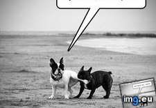 funny dog pictures - I Has A Hotdog: Special (#Funny #Dog #Special #Hotdog #Has) - 47 KB Tags: dog, funny, has, hotdog, special (Pict. in LOLCats, LOLDogs and cute animals)