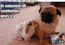 Tags: dog, funny, has, hotdog, sumbunnie, wuvs (Pict. in LOLCats, LOLDogs and cute animals)