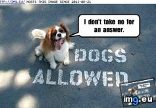 Tags: dog, funny, has, hotdog, kan, meh, out (Pict. in LOLCats, LOLDogs and cute animals)