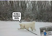 Tags: dog, funny, has, hotdog, snow, wat (Pict. in LOLCats, LOLDogs and cute animals)